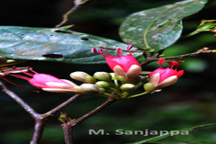 Humboldtia unijuga var. unijuga